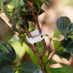 Plant Support Clips